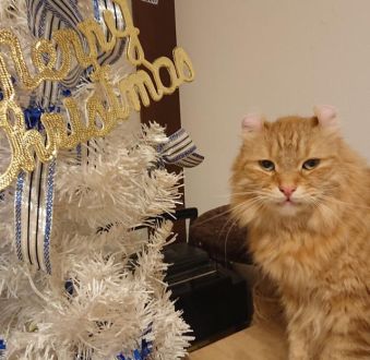 今日のテーマは『夜行バス・長距離バス』！