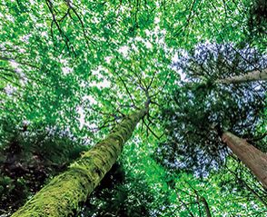 人と木を結ぶ 日新グループ