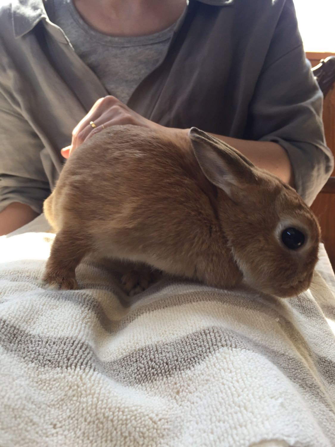 土岐麻子の富士サファリパーク探検 with TOKI CHIC RADIO 第3話