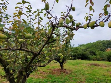 お宝ファイルNO.52　かりん