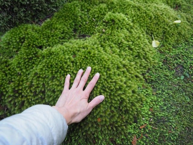 「コケ見っけ！　日本全国もふもふコケめぐり」の著者　藤井久子さんにリモートでお話伺いました！