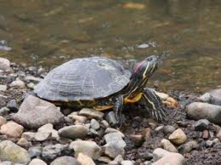 街フェス・オン・サンデー ！