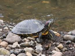 街フェス・オン・サンデー ！
